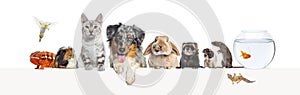 Group of pets leaning together on a empty web banner to place text. Cat, dog, rabbit, ferret, rodent, fish, reptile, bird, rats