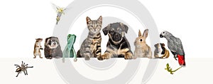 Group of pets leaning together on a empty web banner to place text. Cat, dog, rabbit, ferret, rodent, reptile, bird, spider