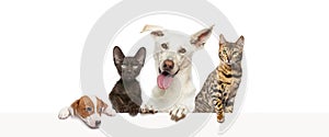 Group of pets leaning together on a empty web banner to place text. Cats and dogs