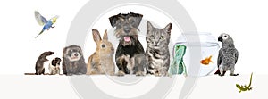 Group of pets leaning together on a empty web banner to place text. Cats, dogs, rabbit, ferret, rodent, fish, reptile, bird,