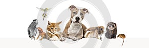 Group of pets leaning together on a empty web banner to place text. Cats, dogs, rabbit, ferret, rodent, reptile, bird