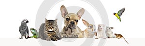 Group of pets leaning together on a empty web banner to place text. Cats, dogs, rabbit, ferret, rodent, reptile, bird