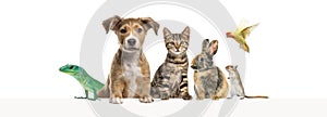 Group of pets leaning together on a empty web banner to place text. Cats, dogs, rabbit, ferret, rodent, reptile, bird