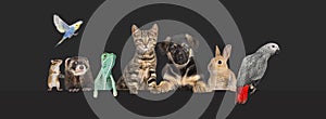 Group of pets leaning together on a empty web banner to place text. Cats, dogs, rabbit, ferret, rodent, reptile, bird