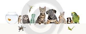 Group of pets leaning together on a empty web banner to place text. Cats, dogs, rabbit, ferret, rodent, reptile, bird