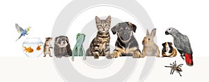 Group of pets leaning together on a empty web banner to place text. Cats, dogs, rabbit, ferret, rodent, reptile, bird