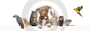 Group of pets leaning together on a empty web banner to place text. Cats, dogs, rabbit, ferret, rodent, reptile, bird