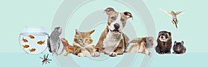 Group of pets leaning together on a empty web banner to place text. Cats, dogs, rabbit, ferret, rodent, reptile, bird