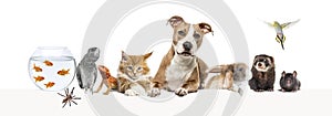 Group of pets leaning together on a empty web banner to place text. Cats, dogs, rabbit, ferret, rodent, reptile, bird