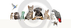 Group of pets leaning together on a empty web banner to place text. Cats, dogs, rabbit, ferret, rodent, reptile, bird