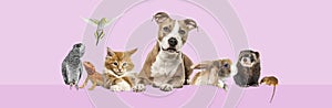 Group of pets leaning together on a empty web banner to place text. Cats, dogs, rabbit, ferret, rodent, reptile, bird, isolated