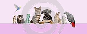 Group of pets leaning together on top of ana empty web banner to place text. Cats, dogs, rabbit, ferret, rodent, reptile, bird,