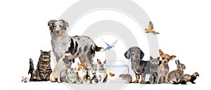 Group of pets posing Cats and dogs dog, cat, ferret, rabbit, fish, rodent bird, rabbit, isolated on white