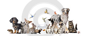 Group of pets posing Cats and dogs dog, cat, ferret, rabbit, fish, rodent bird, rabbit, isolated on white
