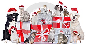 Group of pets in a row with santa hats