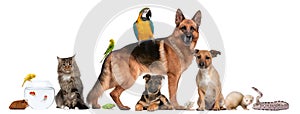 Group of pets sitting in front of white background photo