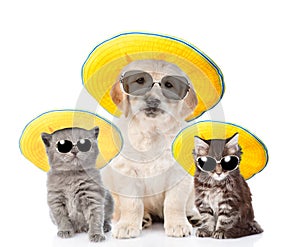 Group of pets in sunglasses and straw hats looking at camera. isolated on white background