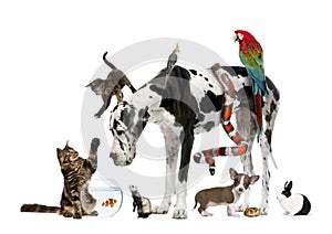 Grupo de mascotas común 
