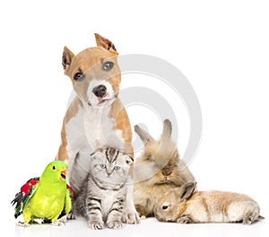 Group of pets together in front. Isolated on white background