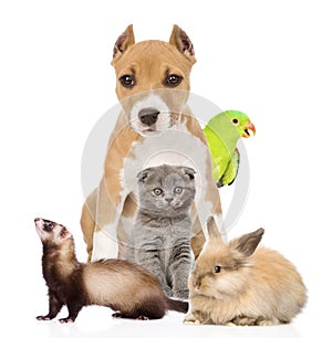 Group of pets together in front. Isolated on white background