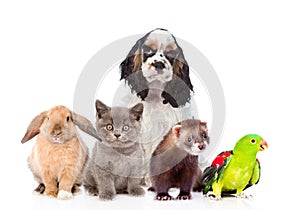 Group of pets together in front view. Isolated on white background