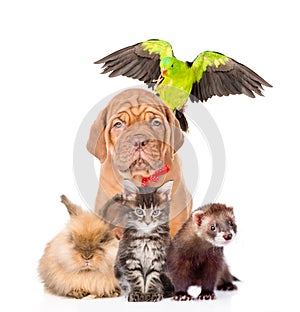 Group of pets together in front view. isolated on white background