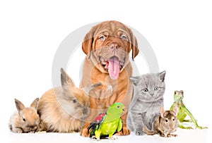 Group of pets together in front view. on white backgrou