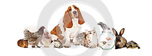 Group of Pets Together Over White photo