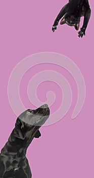 Group of pets together in a raw above on an empty web banner to place text. Cats, dogs, rabbit, ferret, rodent, fish, reptile,