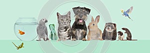 Group of pets together on top of an empty web banner to place text. Cats, dogs, rabbit, ferret, rodent, fish, reptile, bird