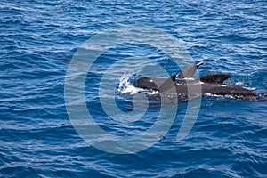 Group pf pilot whales in surface of blue water Atlantic Ocean