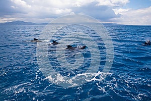 Group pf pilot whales swimming in Atlantic Ocean