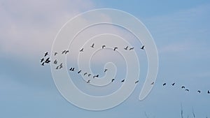 A group of Phalacrocorax carbo flying in the air. Slow motion.