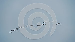 A group of Phalacrocorax carbo flying in the air. Slow motion.