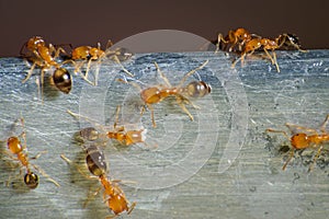 Group of pharaoh ants roaming around for food photo