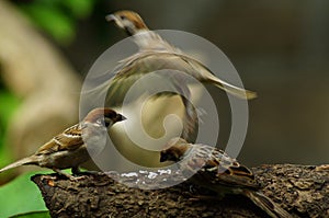 Group of Philippine Maya Bird Eurasian Tree Sparrow or Passer montanus perch on tree branch one fly away.