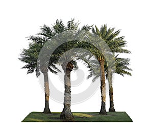 Group of Phoenix Dates Palm trees on green grass lawn, isolated on white background, pinnate silver leaf of palmae plant die cut