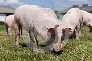 Group photo of young piglets enjoying sunshine on green grass