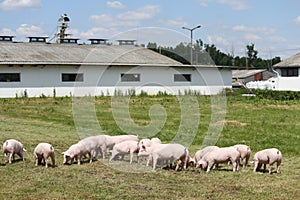 Group photo of young piglets runs on green grass near the farm