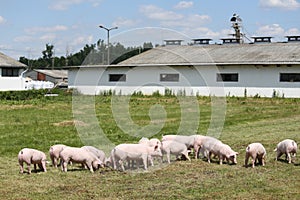 Group photo of young piglets runs on green grass near the farm