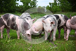 Group photo of young pigs on green grass near the farm