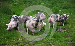 Group photo of young pigs on green grass near the farm