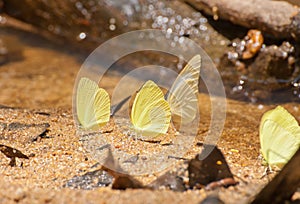Group of pieridae butterfly gathering water