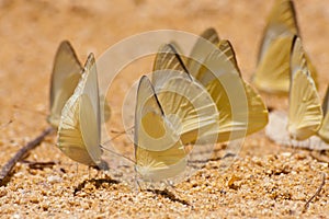 Group of pieridae butterfly gathering water