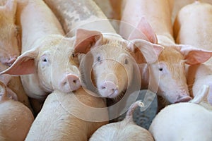 Group of pig that looks healthy in local ASEAN pig farm at livestock. The concept of standardized and clean farming without local photo