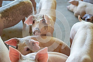 Group of pig that looks healthy in local ASEAN swine farm at livestock. The concept of standardized and clean farming without loca photo