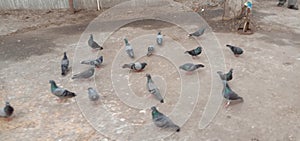 A Group of pigeon eating grains serve by morning walkers in sarat sadan park at Howrah maidan India photo