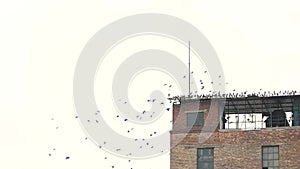 Group of pigeon gathered on rooftop.