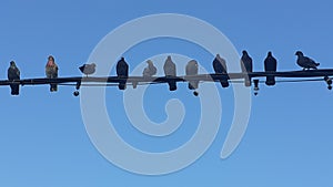 Group of pigeons