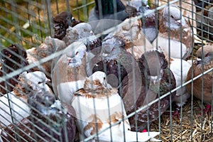 Group of Pigeons animals in a cage